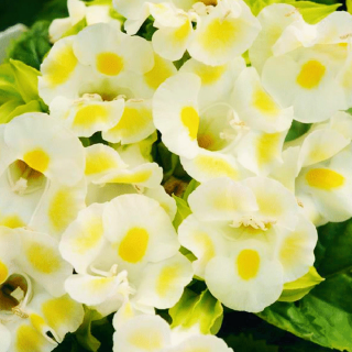 (п.ф.) Торения Кауай Лемон Дроп,