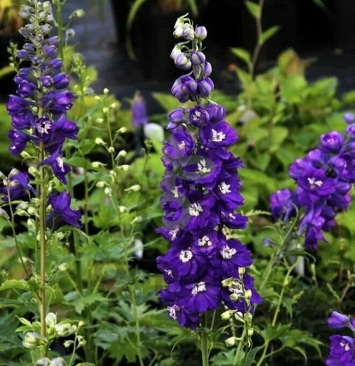 (п.ф.) Дельфиниум Меджик Фонтэйнс Мид Блю Вайт Би F1,