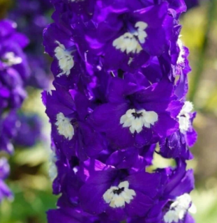 (п.ф.) Дельфиниум Меджик Фонтэйнс Мид Блю Вайт Би F1,