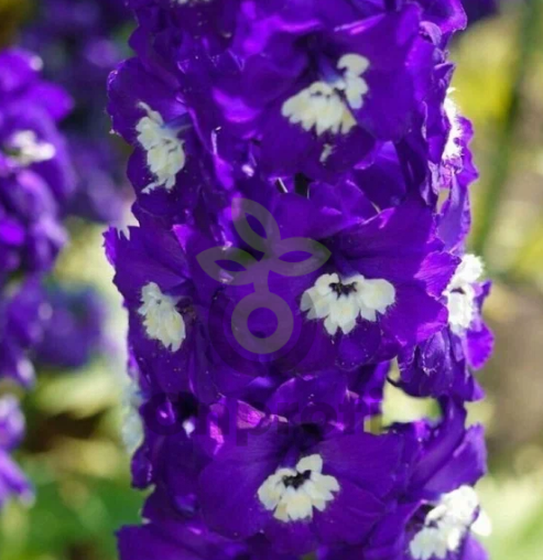(п.ф.) Дельфиниум Меджик Фонтэйнс Мид Блю Вайт Би F1, 250 шт (№6-793)