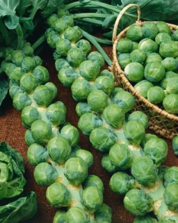 Капуста брюссельская Розелла, 0,5гр (фасовка)