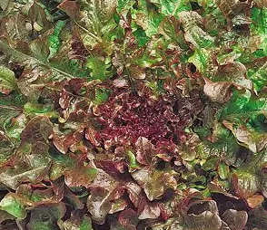 Салат Фонтан, 5гр (фасовка)