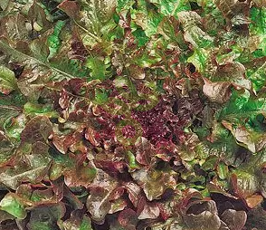 Салат Фонтан, 5гр (фасовка)