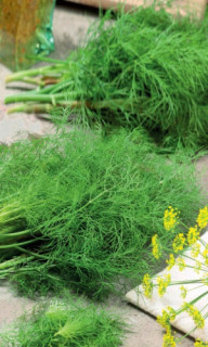 Укроп Аврора, 10гр (фасовка)