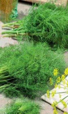 Укроп Аврора, 10гр (фасовка)