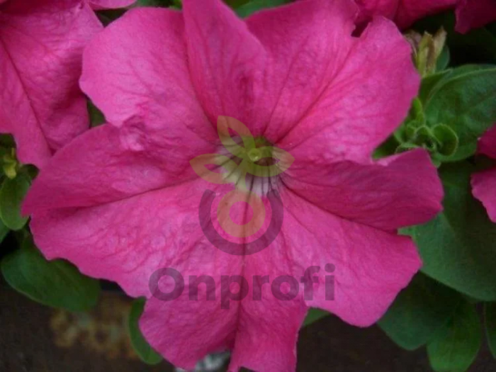 (п.ф.) Петуния Лимбо Джи Пи Роуз, 100 шт (№9-4-48) Поиск