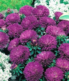 (п.ф.) Астра Пот Энд Патио Блю, 250 шт (№1-15)