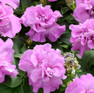 (п.ф.) Петуния Дуо Лавандер F1, 100 шт (№9-2-3)