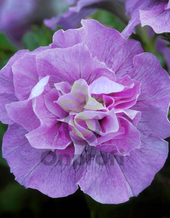 (п.ф.) Петуния Дуо Лавандер F1, 100 шт (№9-2-3)