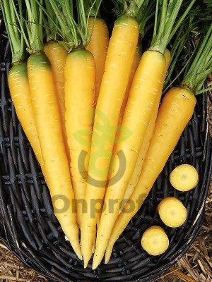 Морковь Еллоустоун F1, 1гр (фасовка)
