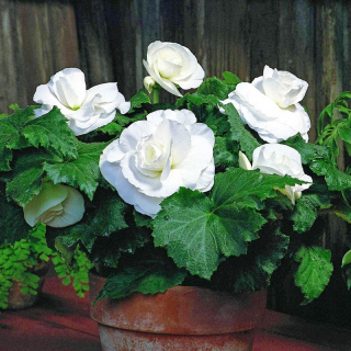 (п.ф.) Бегония АмериГибрид Роузформ Вайт, 100 шт (№6-86)