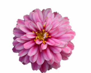 (п.ф.) Циния Дабл Захара Распберри Рипл F1, 100 шт (№6-148)