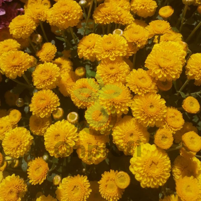 (п.ф.) Хризантема Сантана Еллоу, 1000 шт (№6-434)