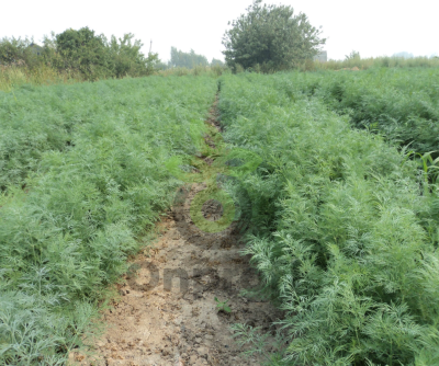 Укроп Аллигатор Гавриш (калибр > 2.5мм) , 1 кг