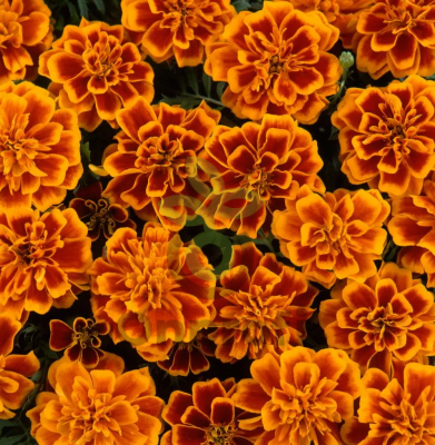 (п.ф.) Бархатцы Дюранго Флейм,