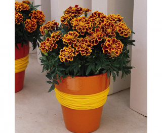 (п.ф.) Бархатцы Дюранго Флейм,