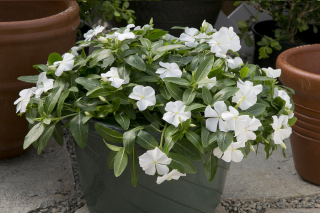 (п.ф.) Катарантус Солар Эваланш Вайт,