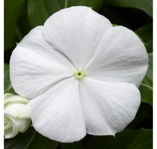 (п.ф.) Катарантус Солар Эваланш Вайт,