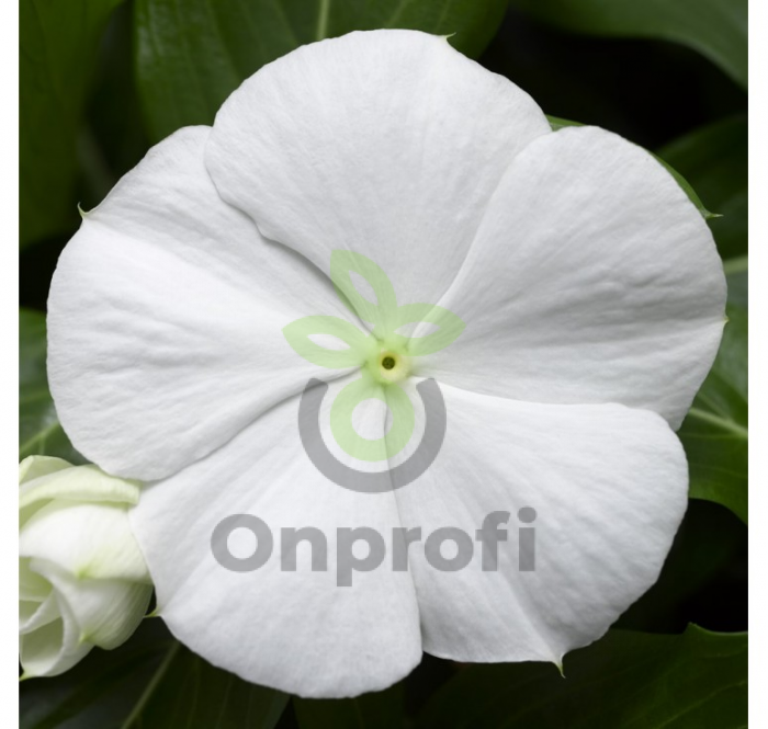 (п.ф.) Катарантус Солар Эваланш Вайт,