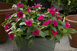 (п.ф.) Катарантус Солар Эваланш Бургунди,