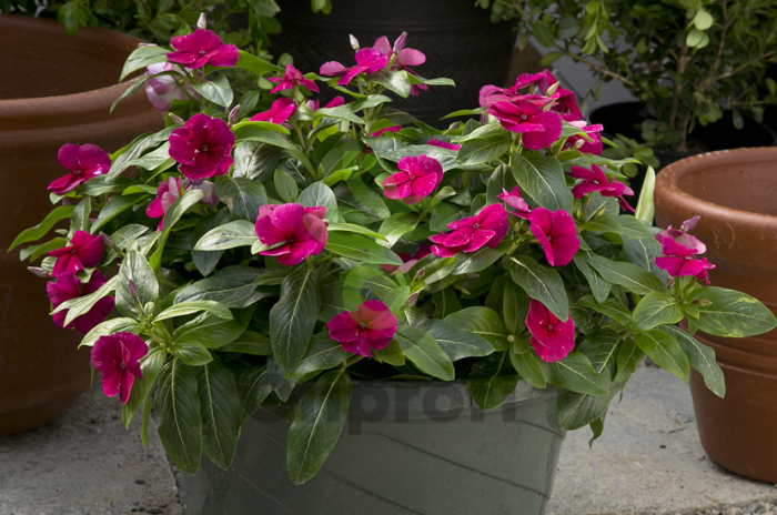 (п.ф.) Катарантус Солар Эваланш Бургунди,