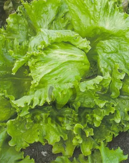 Салат Хрустальный, 5гр (фасовка)