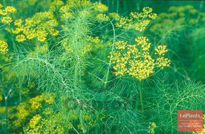 Укроп Зонтик, 10гр (фасовка)