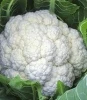 Капуста цветная Парижанка, 500шт