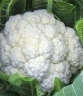 Капуста цветная Парижанка, 500шт