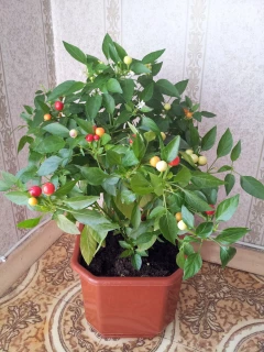 (м.ф.) Перец Острый Бабье Лето, 5шт