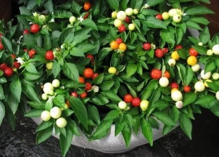 (м.ф.) Перец Острый Бабье Лето, 5шт