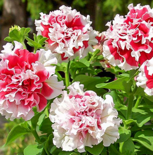 (п.ф.) Петуния Дуо Ред Энд Вайт F1, 100 драже (№9-2-6)