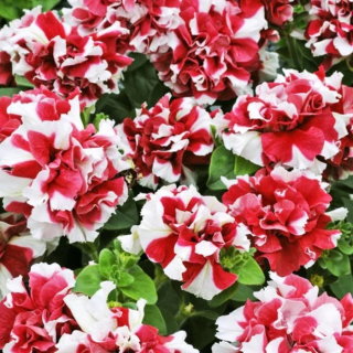 (п.ф.) Петуния Дуо Ред Энд Вайт F1, 100 драже (№9-2-6)