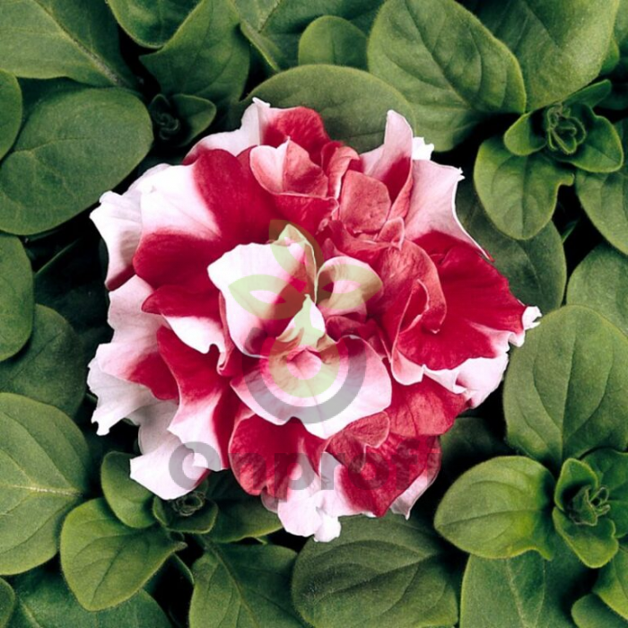 (п.ф.) Петуния Дуо Ред Энд Вайт F1, 100 драже (№9-2-6)