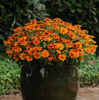 (п.ф.) Циния Захара Санберс F1, 100 шт (№6-150)