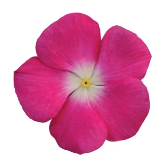 (п.ф.) Катарантус Титан Роуз Хало, 100 шт (№7-50)