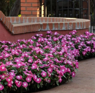 (п.ф.) Катарантус Титан Роуз Хало, 100 шт (№7-50)