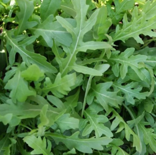 Рукола (индау) Гурман, 10 гр 