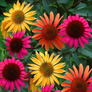 (п.ф.) Эхинацея Шайенн Спирит,