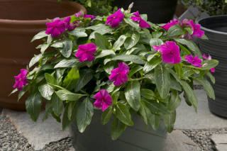 (п.ф.) Катарантус Солар Эваланш Виолет,