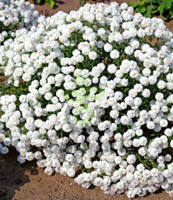 (п.ф.) Тысячелистник птармика Маршмеллоу,