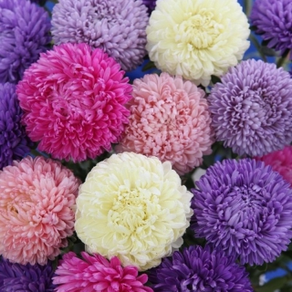 (п.ф.) Астра Бьютифул Дэй Микс,