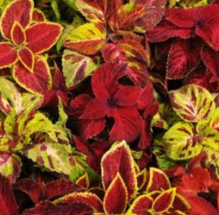 (п.ф.) Колеус Визард Микс Селект, 1000 шт (№8-41)