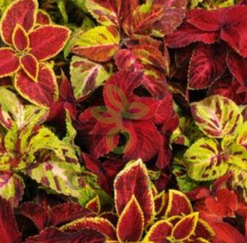 (п.ф.) Колеус Визард Микс Селект, 1000 шт (№8-41)