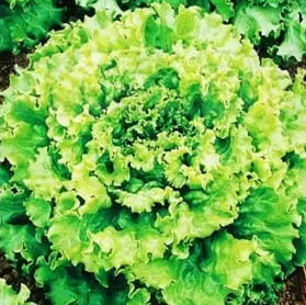 Салат Чародейка, 5гр (фасовка)