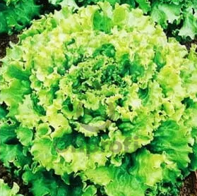 Салат Чародейка, 5гр (фасовка)