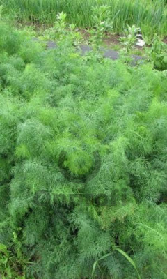 Укроп Обильнолистный, 10гр (фасовка)