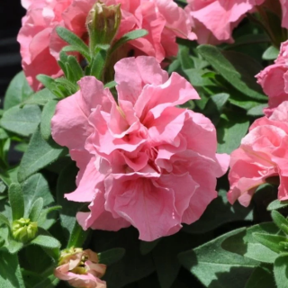 (п.ф.) Петуния Дуо Пинк Сатин, 250 шт (№9-2-7)