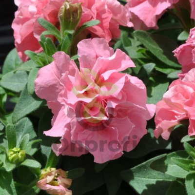 (п.ф.) Петуния Дуо Пинк Сатин, 250 шт (№9-2-7)