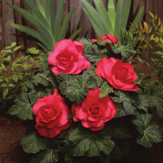 (п.ф.) Бегония АмериГибрид Роузформ Ред, 100 шт (№6-87)